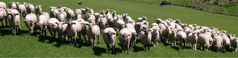 Waidale Rams